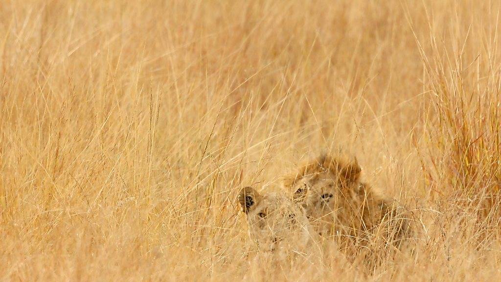 Neben schrumpfenden Lebensräumen, Wilderern und Krankheiten macht den Raubkatzen auch die knapper werdende Beute zu schaffen: Ein Viertel der Beutetiere von Löwe, Tiger und Jaguar sind vom Aussterben bedroht. (Archivbild)