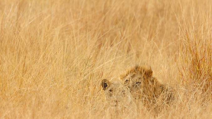 Tiger und Löwen finden laut Studie weniger Beute