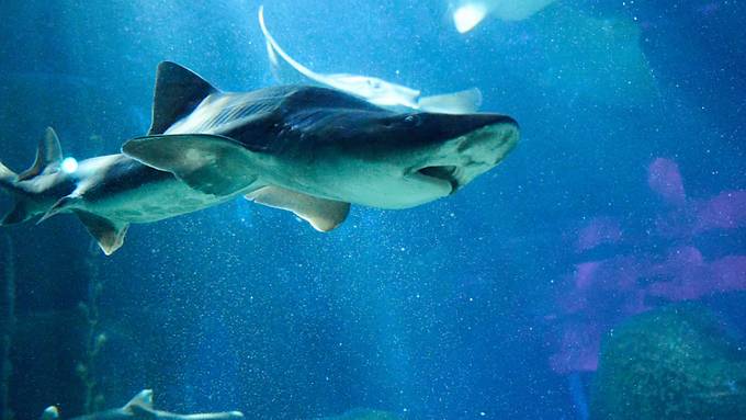 Artenkonferenz endet mit Schutzpaket für Haie