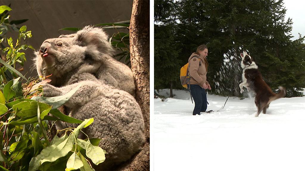 Feinschmecker Koalas / Mit dem Hund sicher im Schnee