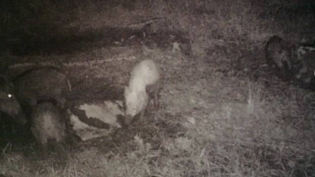 Albino-Wildsau in Bettlach gesichtet