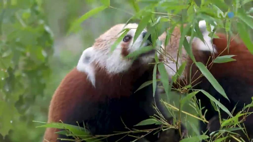 Auf Entdeckungstour: Rote Pandas und Zwergotter im neuen Gehege