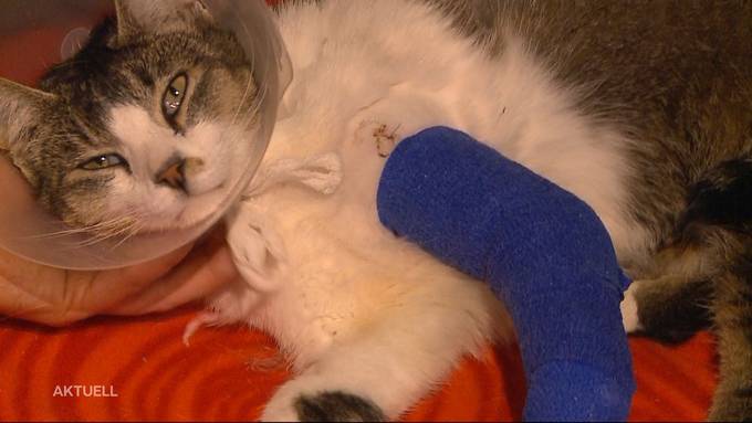 Kater in Olten von 30 Schrotkugeln durchlöchert