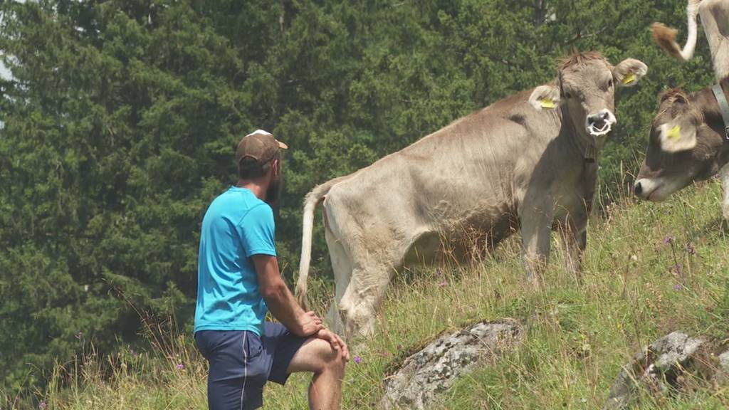 Tote Rinder Melchtal