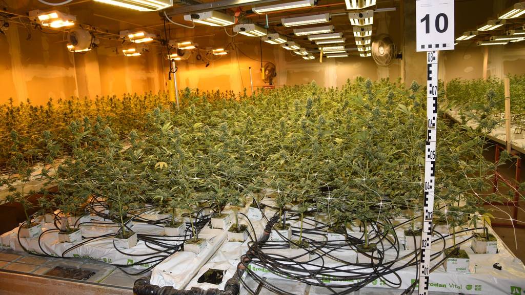 3300 Hanfpflanzen gefunden: Kantonspolizei Schwyz deckt Indooranlage auf