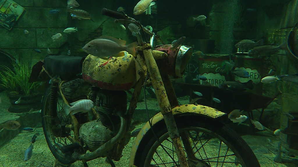 Hotel Aquarium 