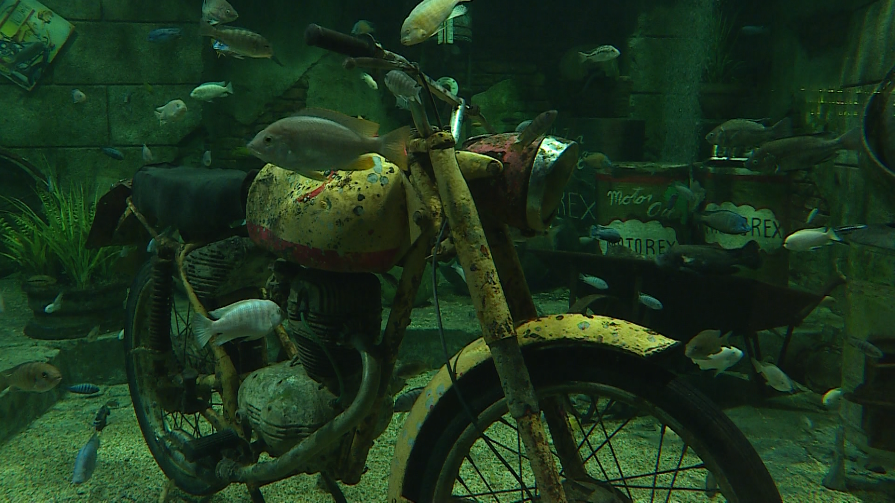 Hotel Aquarium 