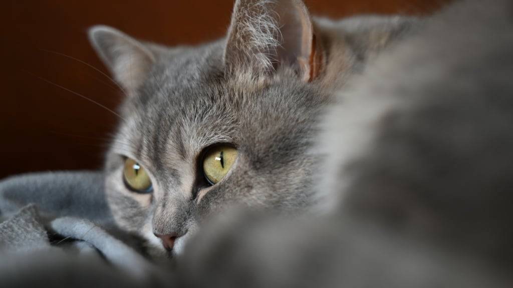 Der Nationalrat will nicht, dass in der Schweiz künftig alle Katzen einen Chip tragen und registriert werden müssen. Er hat eine entsprechende Motion abgelehnt. (Themenbild)