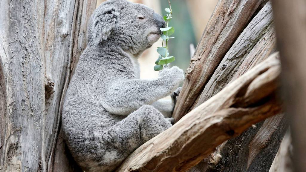 Bald süsse Koalas im Züri Zoo