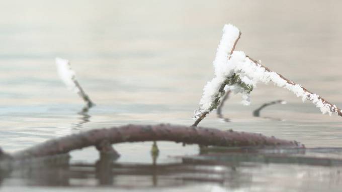 Silvesterschwimmen im Moossee eine beliebte Tradition