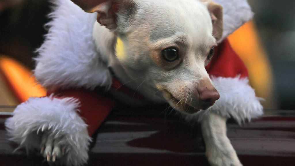Ein Chihuahua und sein Herrchen wurden in Malters LU von einem Schäferhund gebissen. (Symbolbild)
