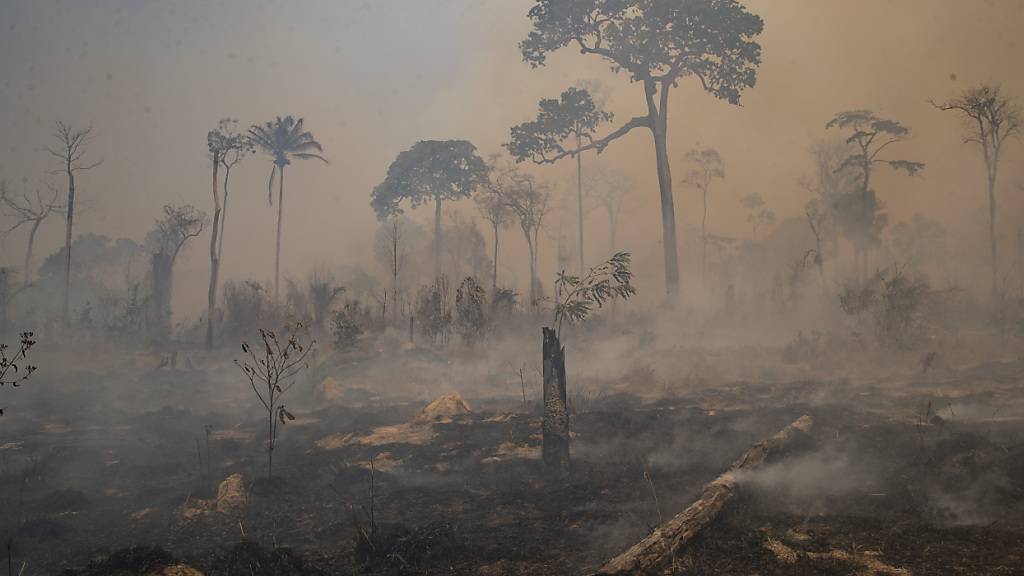 Experten zufolge ist der Anstieg an Waldbränden im Amazonasgebiet eine Folge der massiven Dürre im Amazonas-Regenwald. (Archivbild)