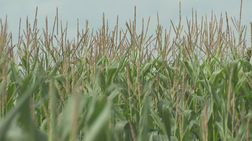 Regenelend vorbei: Maislabyrinth öffnet doch noch