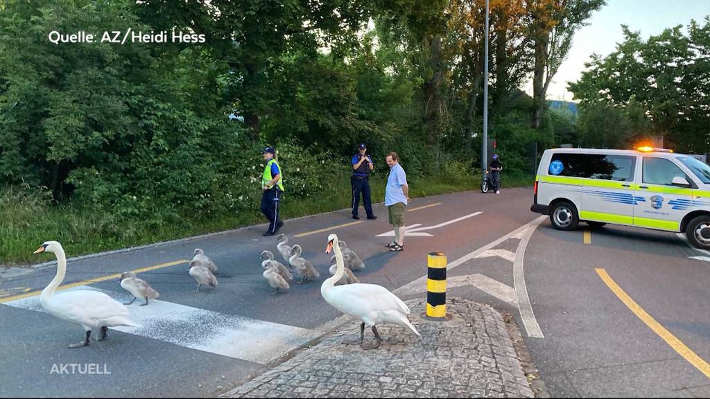 Schwahnsinn: Die Aarauer Schwanenfamilie hält die Stadtpolizei auf Trab