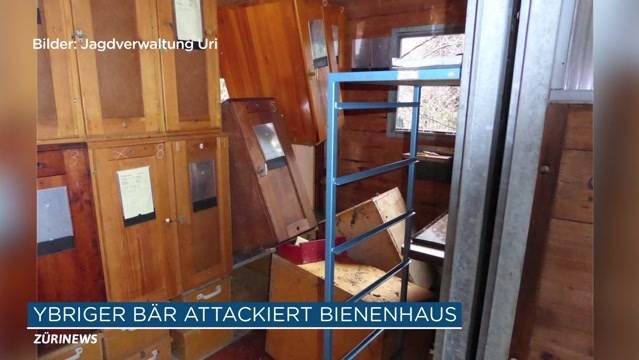 Bär fällt über Bienenhaus her