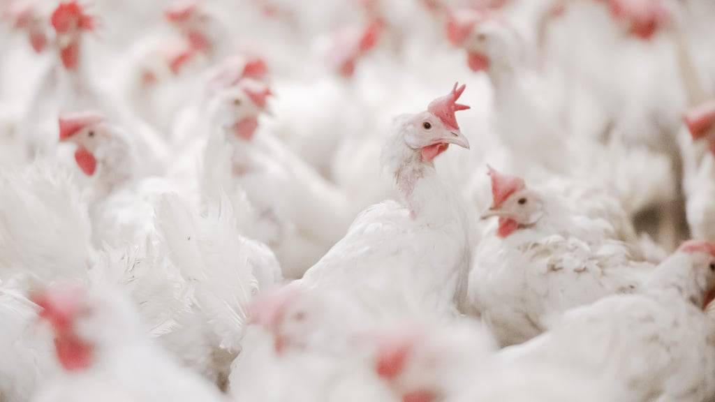 Um den Ausbruch der Vogelgrippe zu verhindern, richtet der Kanton Luzern sechs Beobachtungsgebiete ein. (Symbolbild)