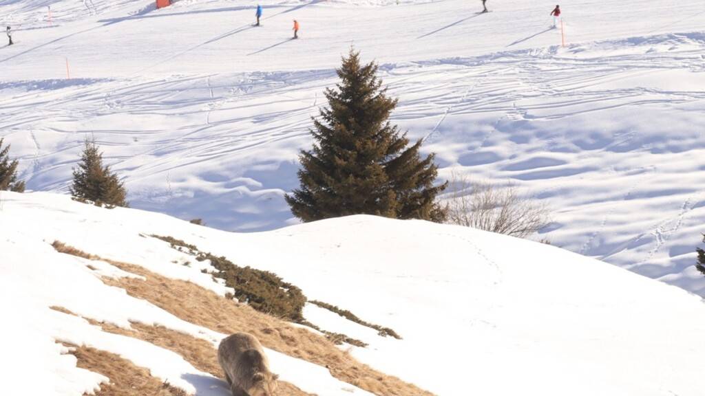 Ein seltener Anblick: Bärin Jamila ist trotz Winterruhe in der Aussenanlage des Bärenlands in Arosa zu sehen. Grund sind die milden Temperaturen.