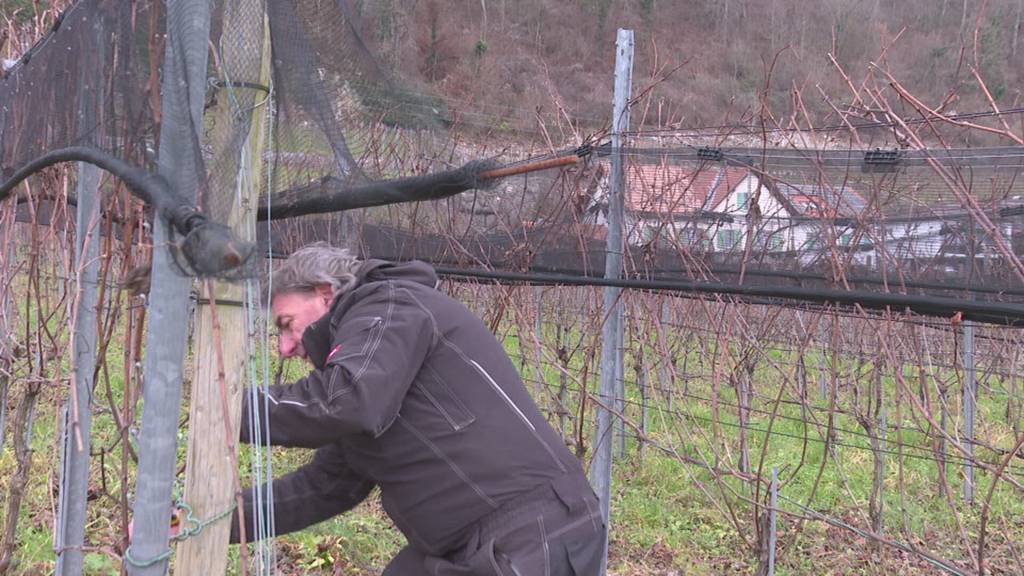 Freiburger Wasserkraftprojekt an der Saane geplant