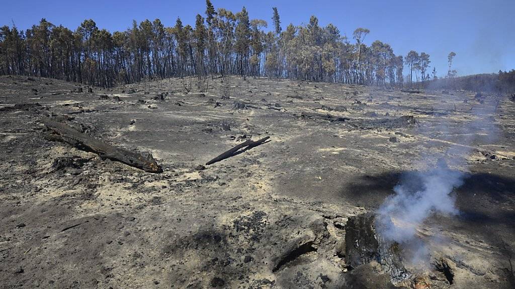 Mit Hitze und Dürre steigt das Risiko für Buschfeuer und Waldbrände, wie sie Anfang des Jahres bei Adelaide wüteten. (Archivbild)