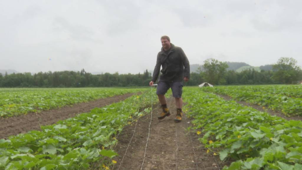Wetterbedingte Verzögerung der Ernte in Lützelflüh