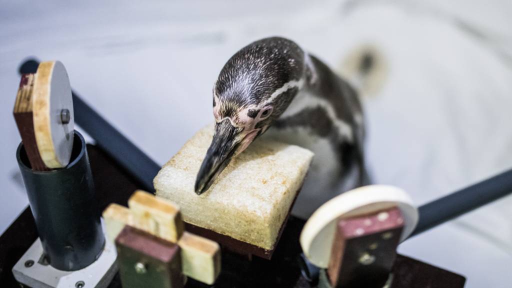 Ein Humboldt-Pinguin im Ozeanum Stralsund wartet konzentriert auf einen Ton, den er dann mit Antippen einer Scheibe quittiert. Für das Projekt «Hearing in Penguins» betätigen sich vier Pinguine als eifrige Forschungsassistenten. (zVg)