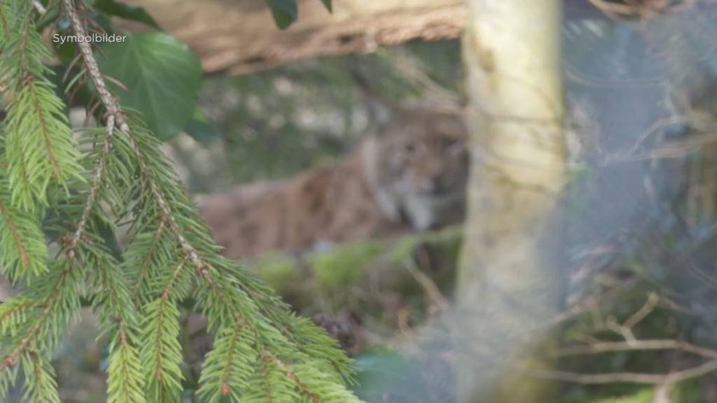 Luchs auf Alp Tschingel soll verschwinden