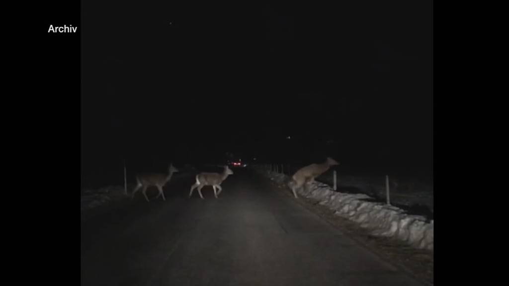 Wildunfälle im Thurgau: Wenn die Strasse zur Todesfalle wird