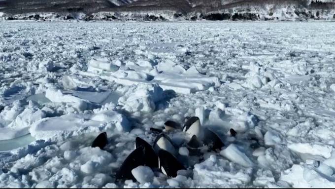 Hilflose Orcas stecken in Treibeis fest