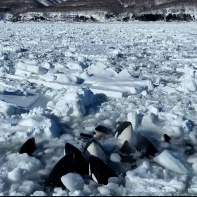 Hilflose Orcas stecken in Treibeis fest