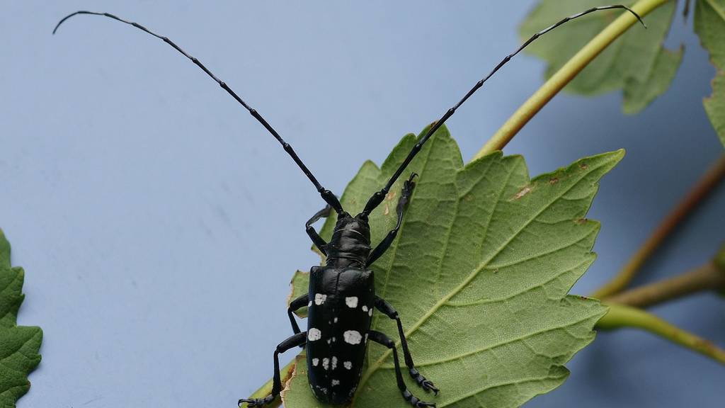 Asiatischer Laubholzbockkäfer in Berikon