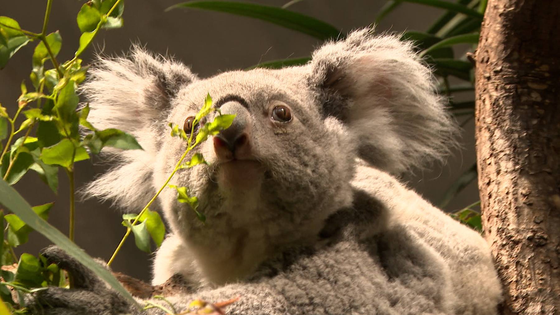 Tierische Feinschmecker