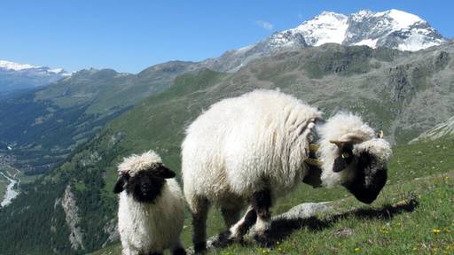 Blitz tötet auf Walliser Alp 97 Schwarznasenschafe