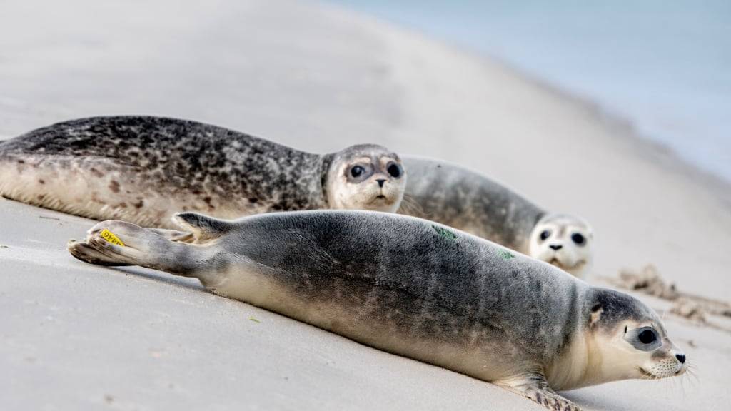 Eine Expertengruppe für Meeressäuger aus Dänemark, Deutschland und den Niederlanden beobachtet viele junge Seehunde im Wattenmeer. (Archivbild)
