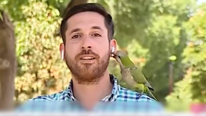 Frecher Papagei stibitzt Kopfhörer von Reporter während Live-Schaltung