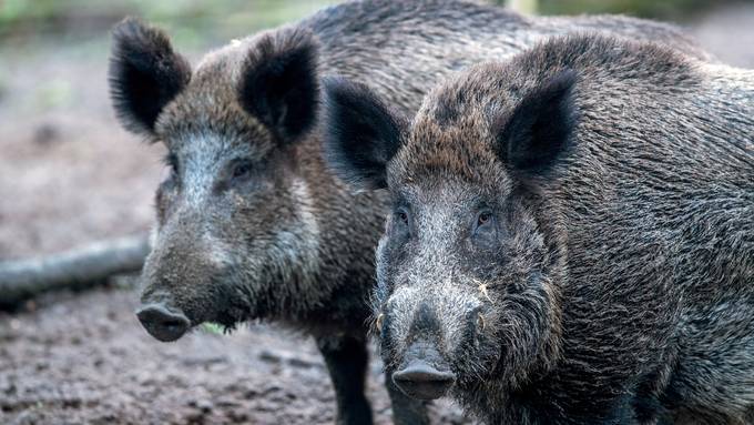 «Hohes Risiko»: Nach Coronalockerungen warnt Bund vor der Schweinepest