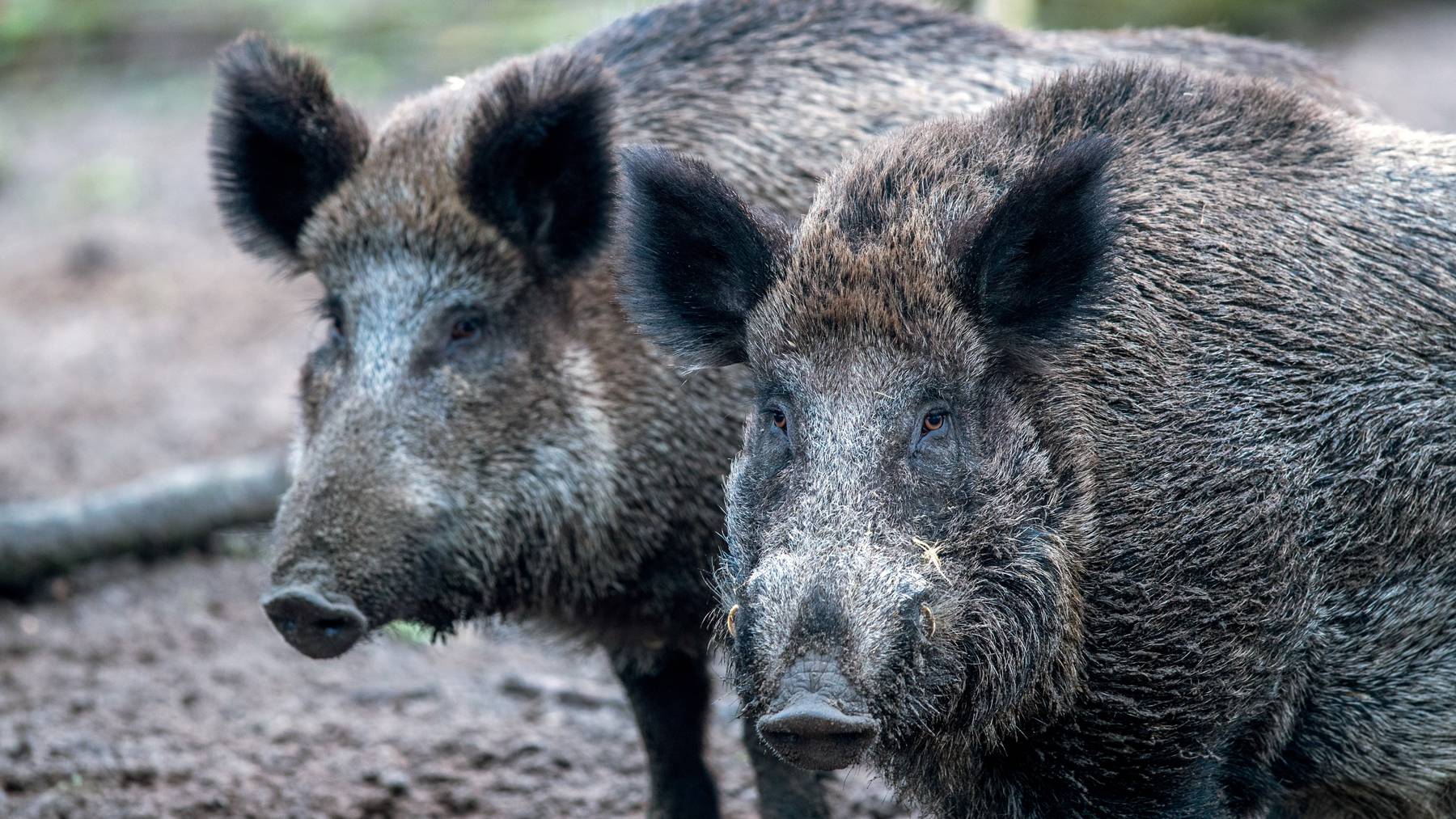 Für Wildschweine – aber auch für Mastschweize – endet die Schweinepest fast immer tödlich. (Symbolbild)