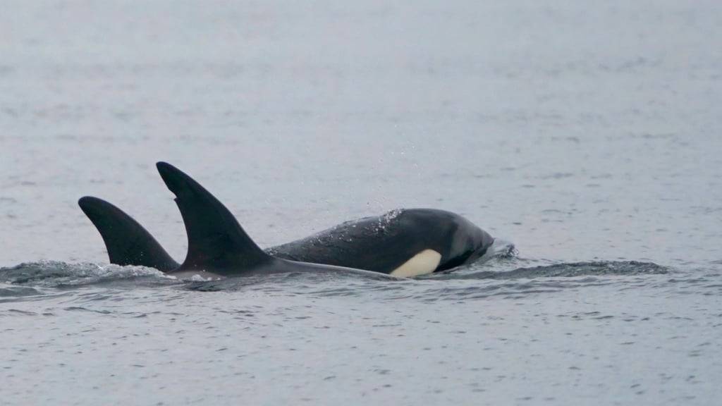 Orcas haben eine enge Beziehung zu Artgenossen. Die Wale jagen nicht nur gemeinsam, sondern helfen sich offensichtlich auch bei der Körperpflege. (Archivbild)