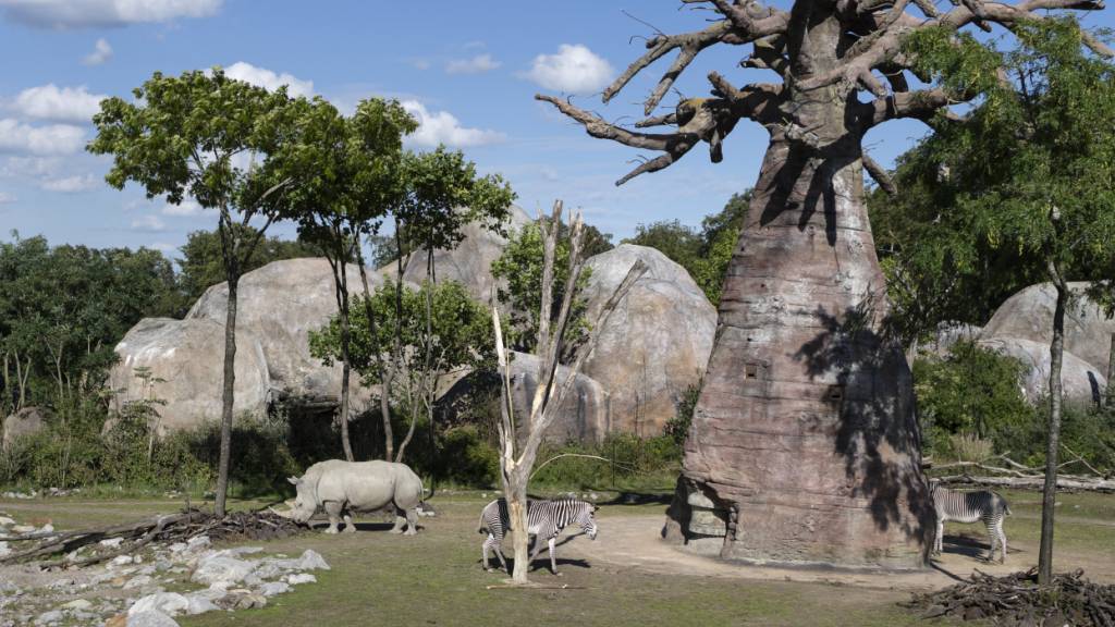 Der Zoo Zürich will bis 2050 elf artgerechte Lebensräume schaffen (im Bild die Lewa Savanne). (Archivbild)