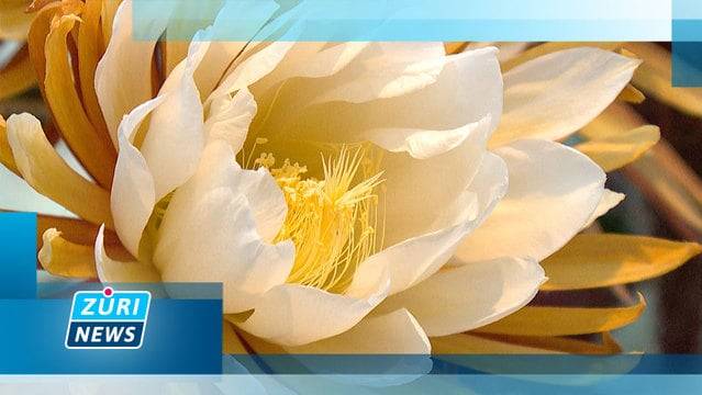 ZüriNews — Montag, 12. Juni 2017 — Ganze Sendung