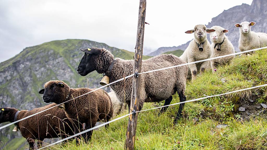 Schafe auf einer Alp oberhalb von Wannelen im Schächental im Kanton Uri. (Archivaufnahme)