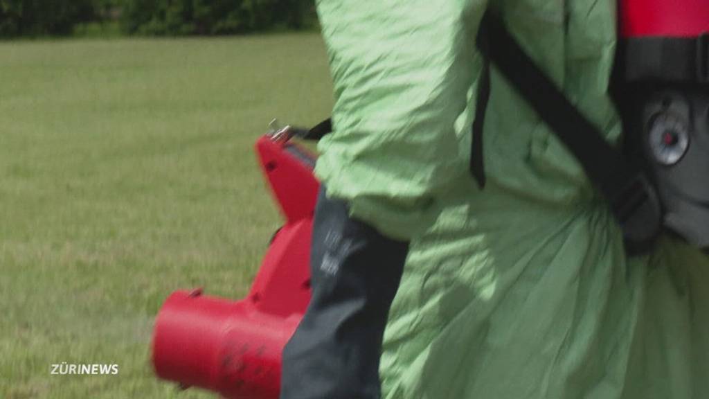 1500 Japankäfer in Kloten, nun wird Pestizid gespritzt