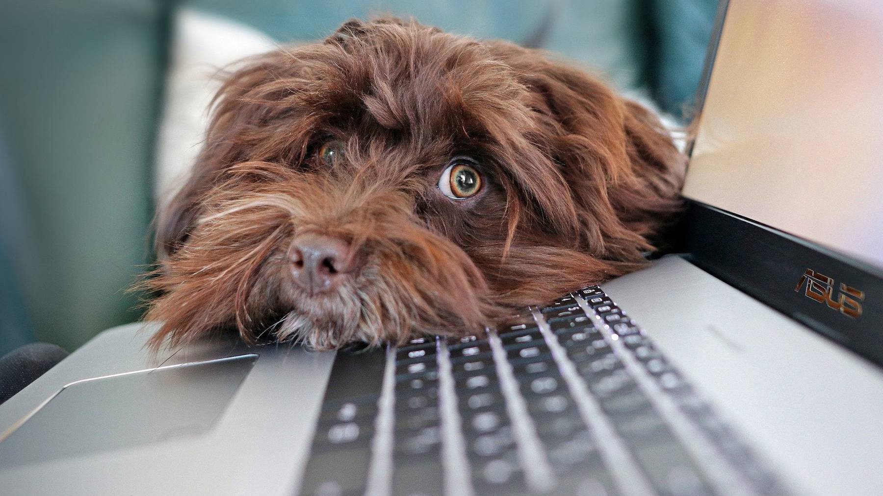 Hund Laptop