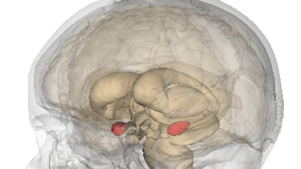 Die Amygdala (rot) ist ein paariges Kerngebiet des Gehirns. Dass sie eine Rolle bei der emotionalen Bewertung von Gefahren spielt, war bekannt. Berner und Basler Forscher haben jetzt herausgefunden, dass spezifische Nervenzellen in ihr auch für die Blockierung von Angst zuständig sind (Pressebild)