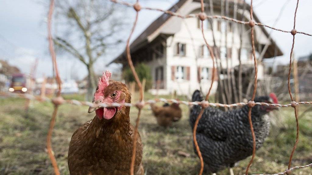 Hühner erfreuen sich in der Schweiz als Fleisch- und Eierlieferanten einer immer grösseren Beliebtheit. (Archivbild)
