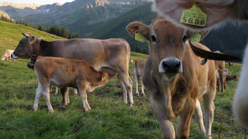 Nicht anfassen: Kühe sind an sich friedliche Wesen, sie verteidigen aber ihre Kälber und können für Wanderer gefährlich werden. (Archivbild)