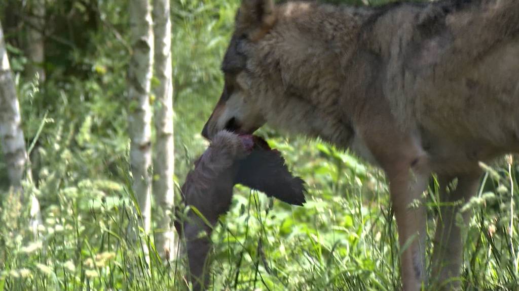 Wolf vergrämen statt abschiessen: Befürworter und Gegner sind sich nicht einig