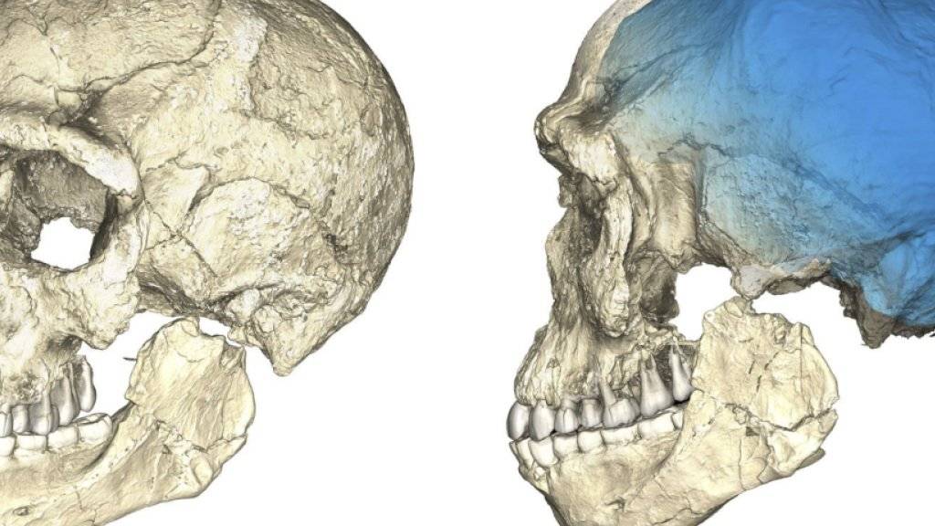 Die Grafik zeigt eine Rekonstruktion der gefundenen Fossilien in Jebel Irhoud.