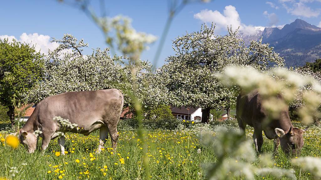 Im St. Galler Rheintal ist dieses Jahr im April schon fast Hochsommer: Nur gut zwei Grad fehlten am Montag zur 30-Grad-Marke. (Archivbild)