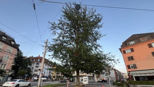 Abgesperrter Baum beim Wipkingerplatz beunruhigt Passanten