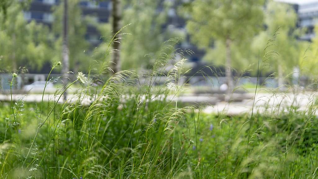 Die Stadt Zürich soll auch biodiverser werden. (Symbolbild)